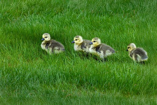Free Birds Wildlife photo and picture