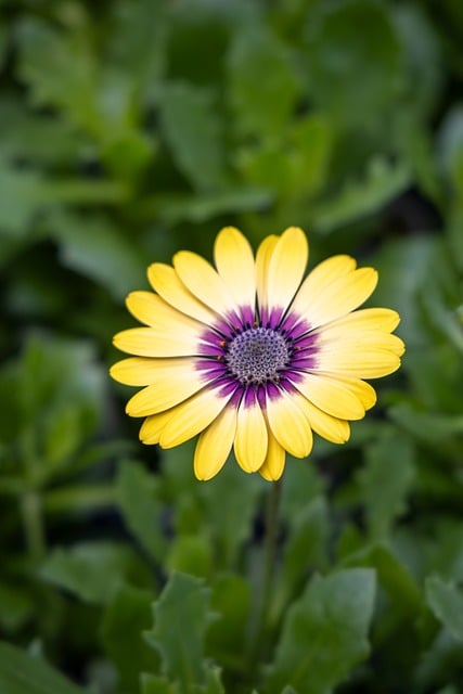 Free Flowers Petals photo and picture