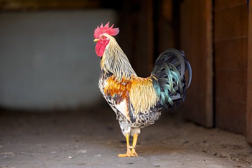 Free Ornithology Birds photo and picture
