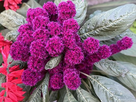 Free Red Leaf photo and picture