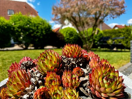 Bloem, Natuur, Bloom, Plantaardige