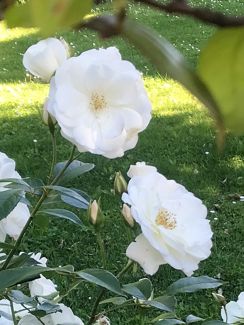 Free Flower Little Flower photo and picture