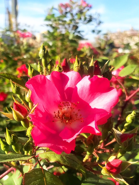 Free Flower Little Flower photo and picture