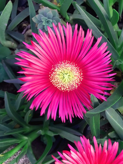 Free Flower Little Flower photo and picture