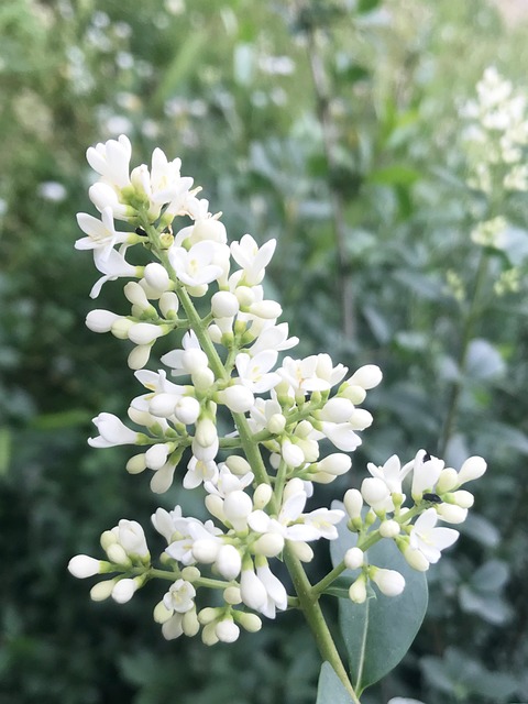 Free Flower Little Flower photo and picture