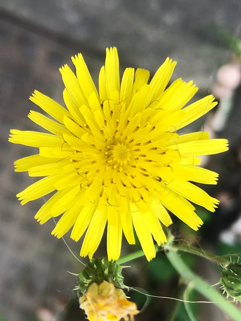 Free Flower Little Flower photo and picture