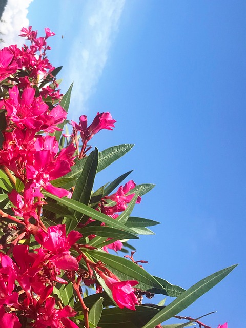 Free Flower Little Flower photo and picture