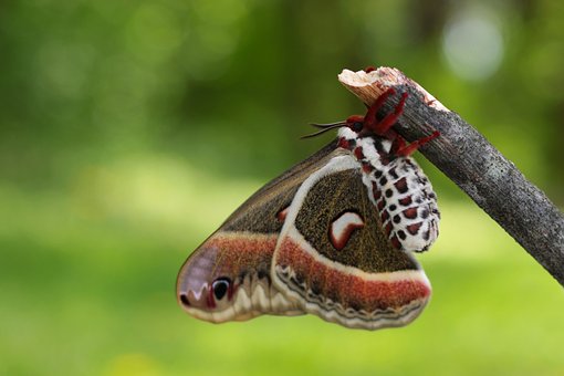 Møl, Cecropia, Natur, Vinger, Bestøvning