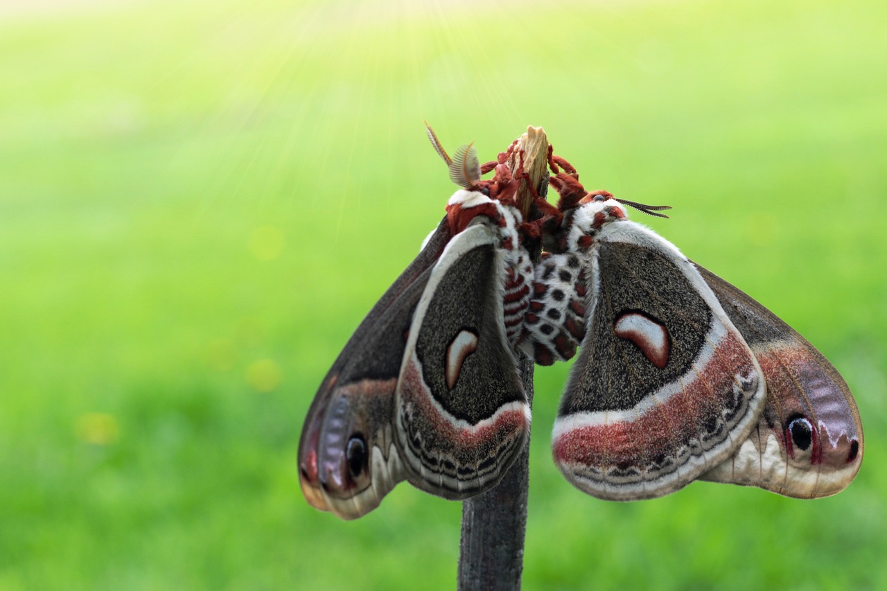 Hyalophora Cecropia Cecropie Molie - Fotografie gratuită pe Pixabay