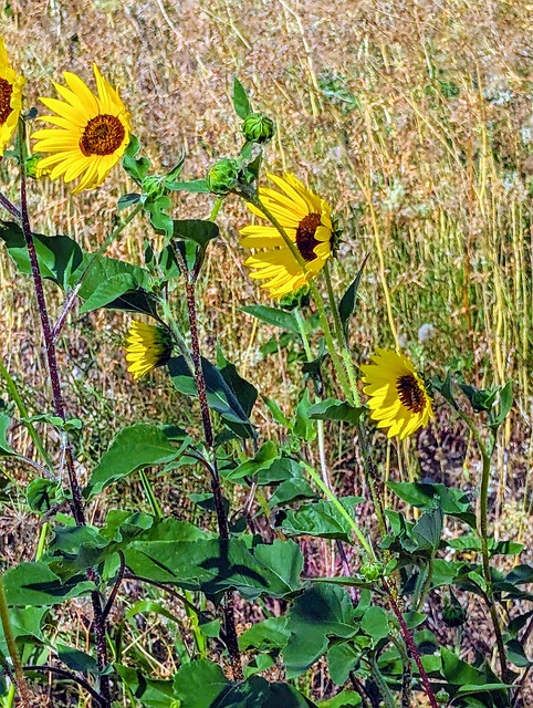 Free Flower Plant photo and picture