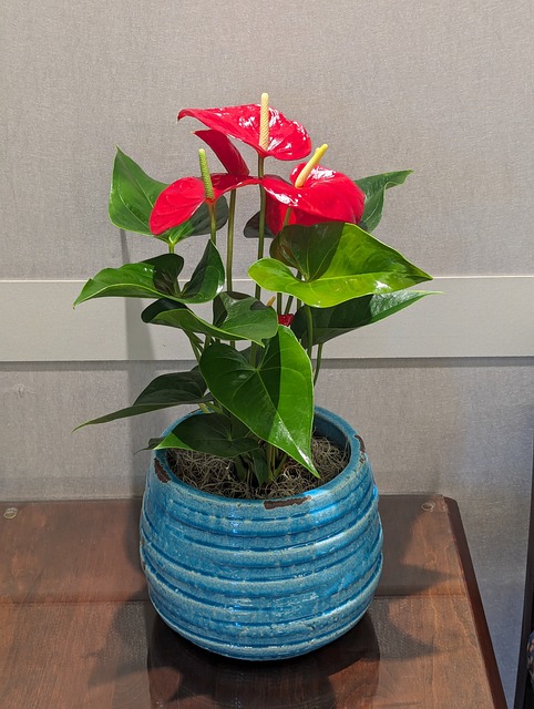 Free Flower Plant photo and picture