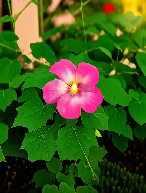 Free Flower Bloom photo and picture