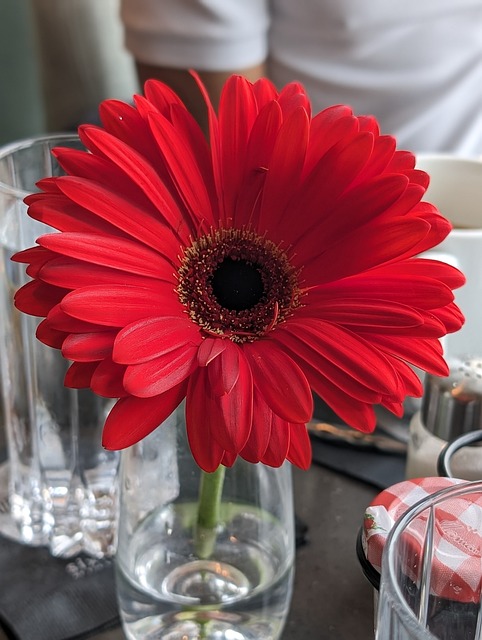 Free Flower Nature photo and picture