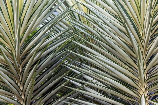 Free Yucca Plant photo and picture