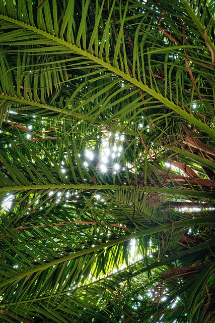 Håndflade, Træ, Blad, Sollys, Natur