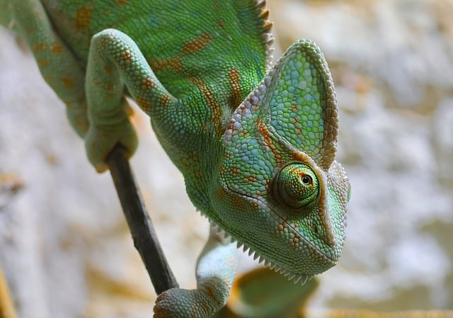 Free Animal Chameleon photo and picture