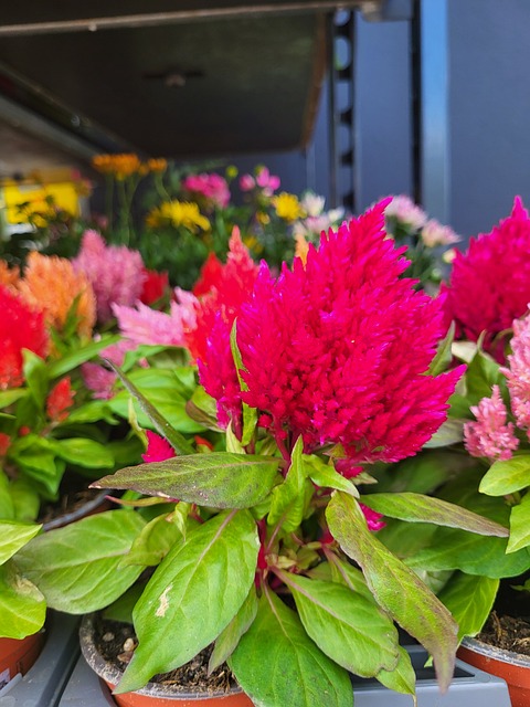 Sommer, Blume, Natur, Blumentapete