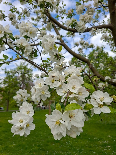 Free Bloom Tree photo and picture