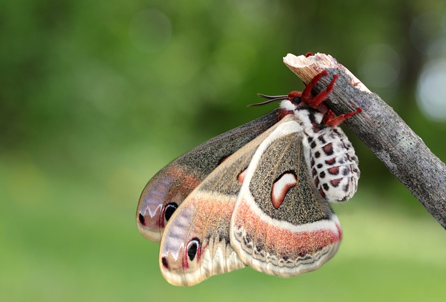 Free cecropia moth nature illustration
