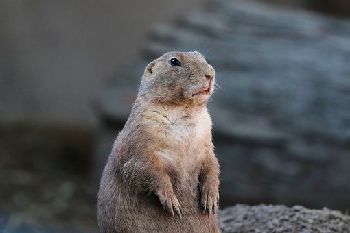 Prærie Hund, Natur, Gnaver, Dyr