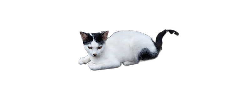 Free Cat Pet illustration and picture