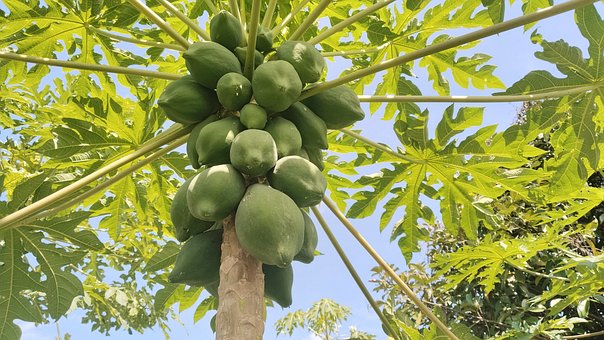 Free Plant Nature photo and picture