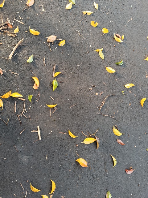 Free Tree Nature photo and picture