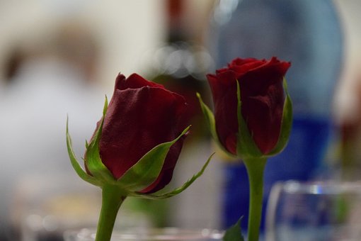 Free Pink Red photo and picture