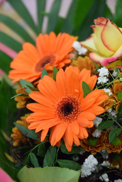 Free Flowers Flower photo and picture