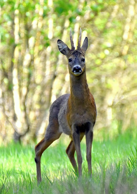 Free Buck Antlers photo and picture