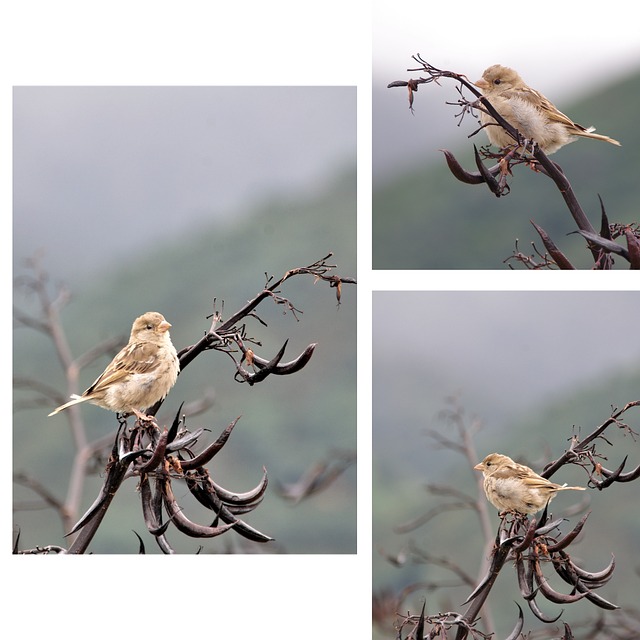 Free Bird Nature photo and picture