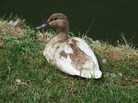 Free Duck Nature photo and picture