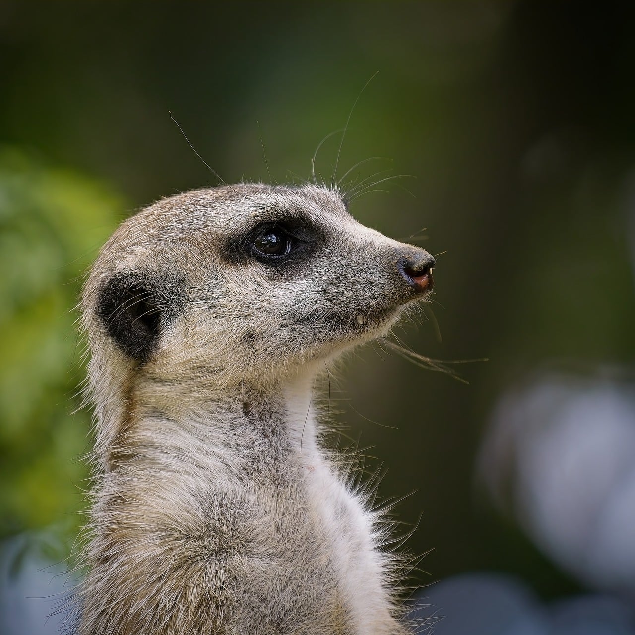Meerkat Mammal Nature - Free photo on Pixabay