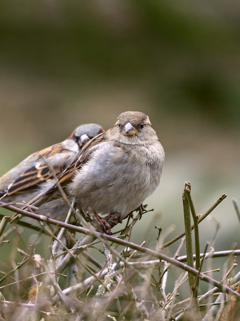 10,000+ Free Two Sparrows & Sparrow Images - Pixabay