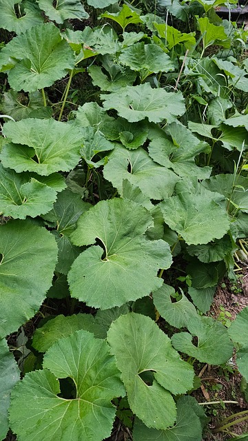 Coltsfoot, Comida Saudável
