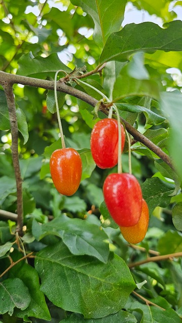 Tília, Verão, Fruta