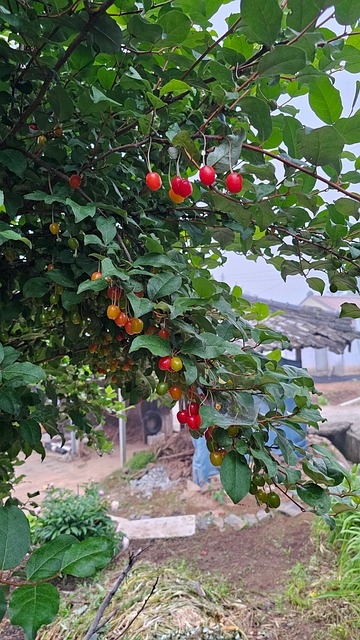 Tília, Verão, Fruta