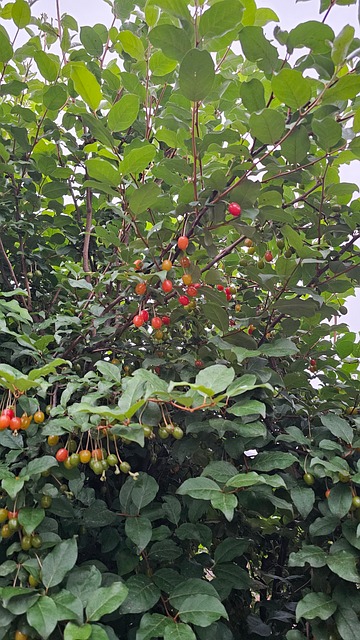 Tília, Verão, Fruta, Saúde