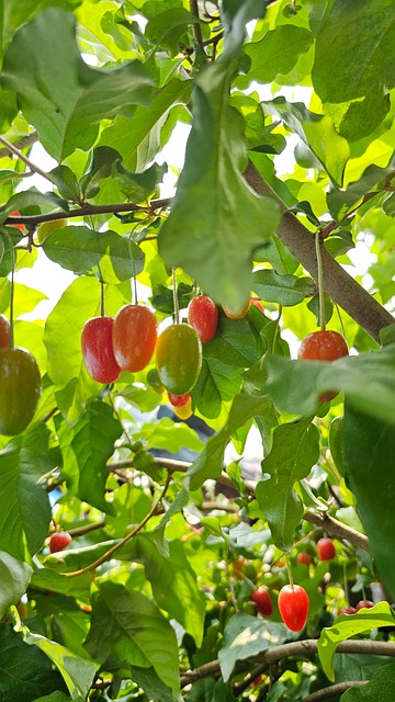 Tília, Vermelho, Saúde, Verão, Fruta