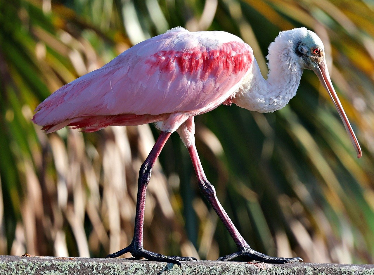100 Free Roseate Spoonbill Nature Images Pixabay Roseate Spoonbill 9630351 1280