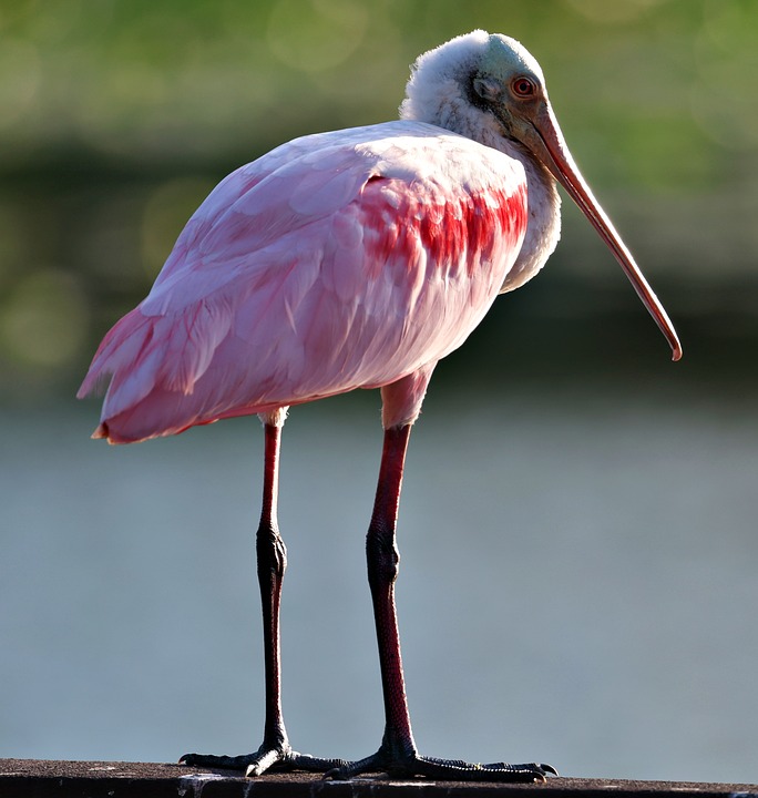 Roseate Spoonbill Bird Wildlife - Free photo on Pixabay