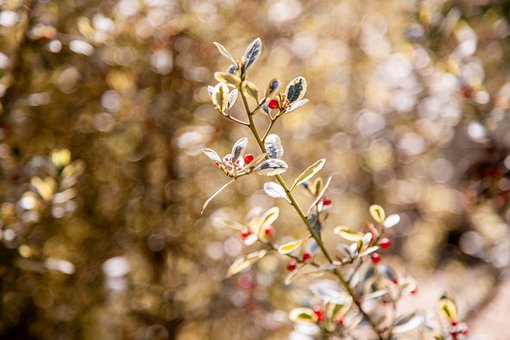 Free Berries Red photo and picture