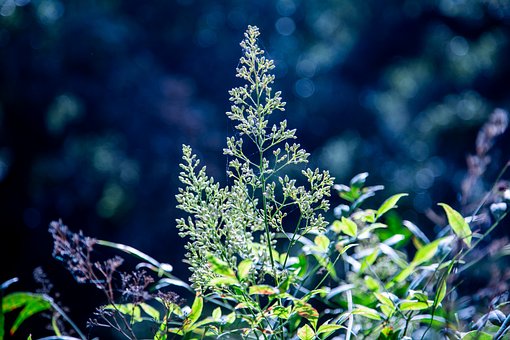 Free Blue Bokeh photo and picture