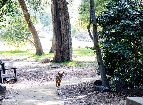 Free Coyote Trail photo and picture