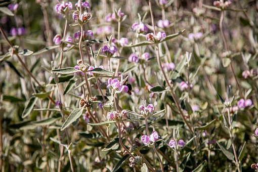 Free Flowers Pink photo and picture