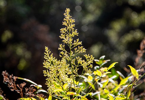 Free Nandina Domestica photo and picture