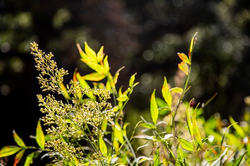 Free Nandina Domestica Heavenly Bamboo photo and picture