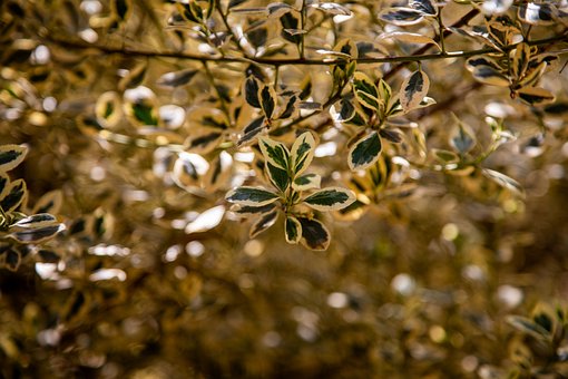 Free Sage Salvia photo and picture