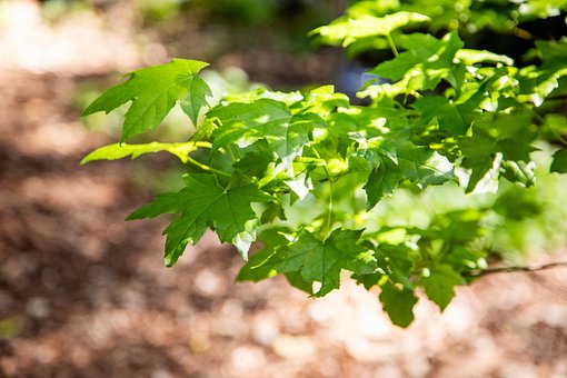 Free Acer Macrophyllum Bigleaf Maple Leaves photo and picture