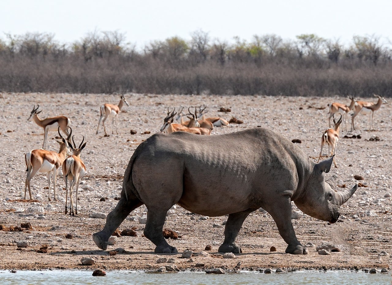 Rhino Black Herd - Free photo on Pixabay